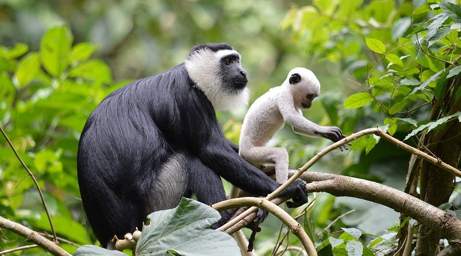 Boabeng-Fiema Monkey Sanctuary