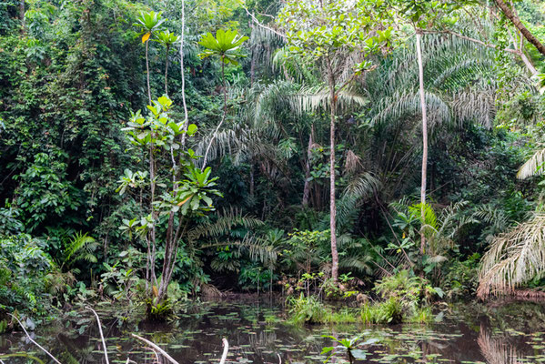 Ankasa Forest: Ghana’s Biodiversity Treasure
