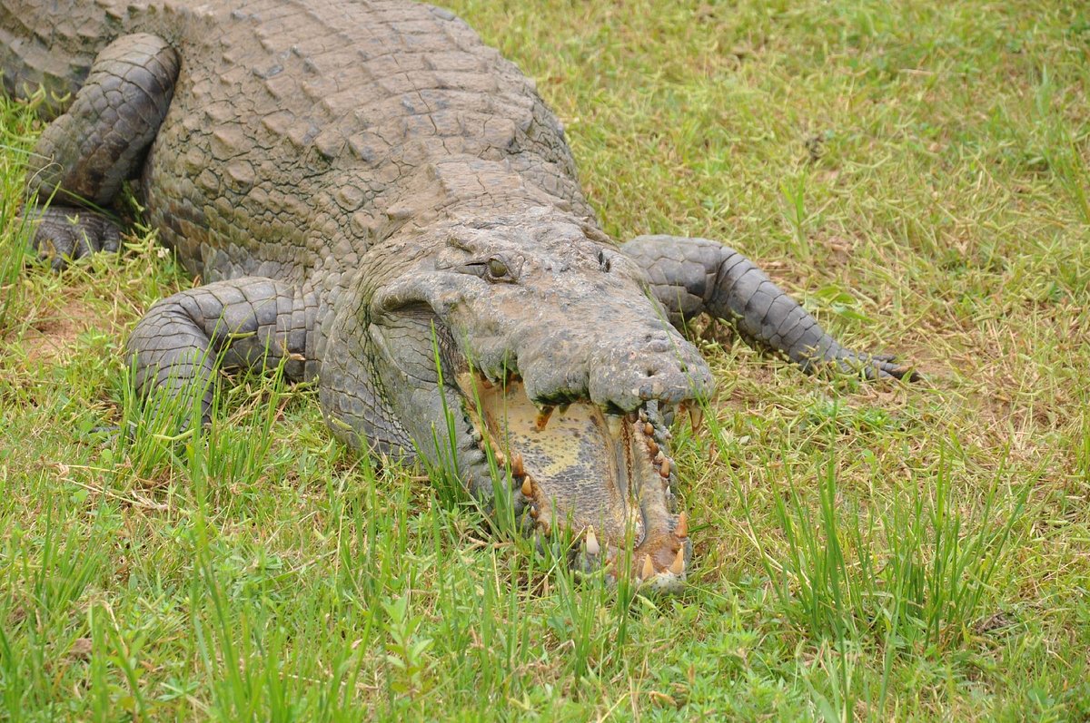 Paga Crocodile Pond
